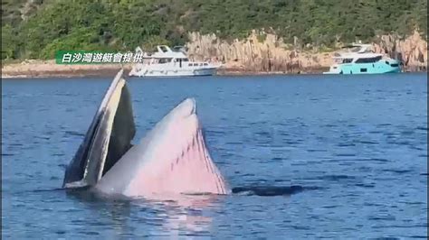 羅開光鯨魚|西貢鯨魚｜漁護署：下午知悉警方於糧船灣發現鯨